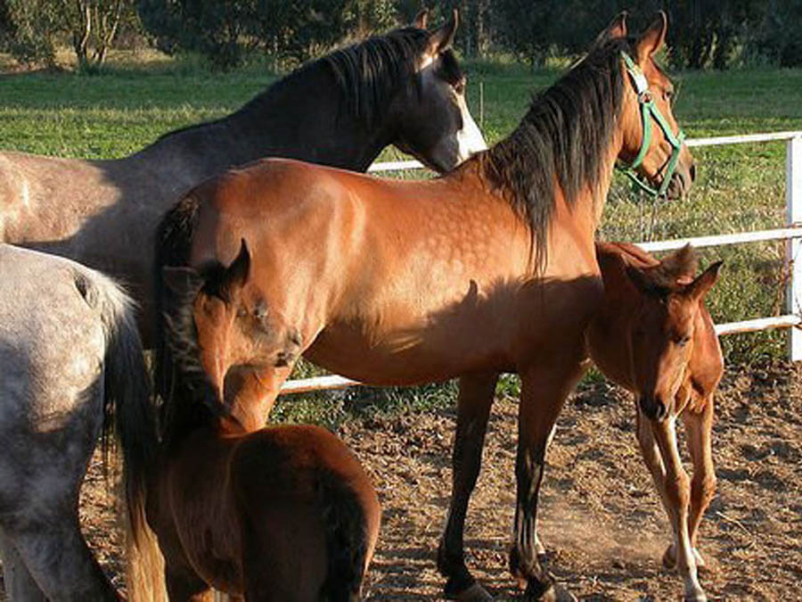 Alimentazione del cavallo